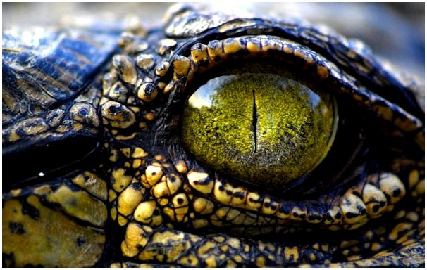 Крокодиловы слезы: каково их происхождение?