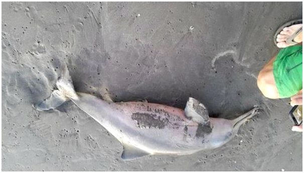 Дельфин, погибший от селфи