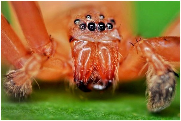 Heteropoda davidbowie: поющий паукообразный