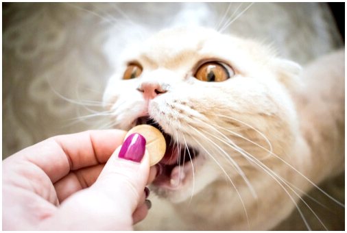 Хромые кошки: частые причины и лечение