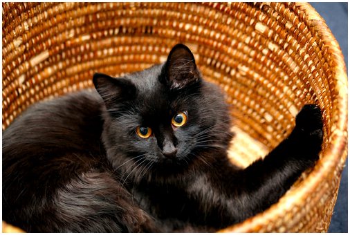 Кошачий инфекционный перитонит: заболевание, которое может привести к смерти вашей кошки.