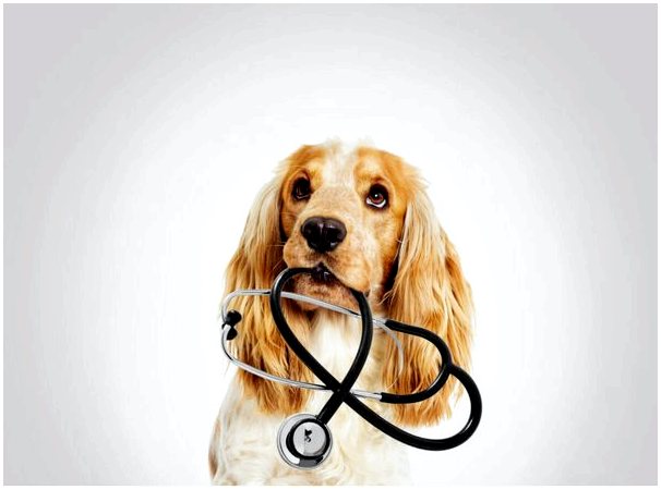 Экстренная медицина мелких животных: первичная и вторичная помощь