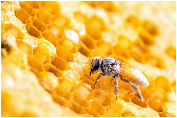 Как делают пчелиные ульи?