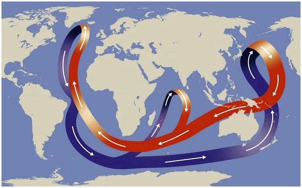 Как океанские течения влияют на морскую фауну?