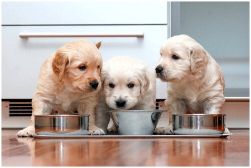 Как понять потребности щенков в питании?