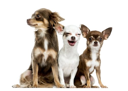 5 самых ярких пород собак