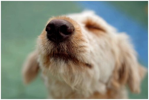 Причины сухости носа у собак
