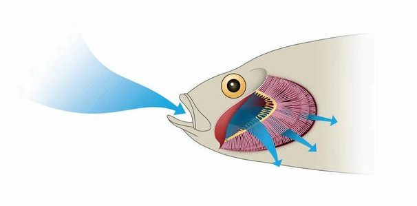 Как выглядит дыхательная система рыб?