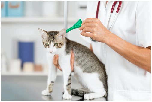 Какие болезни кошки могут передать нам?