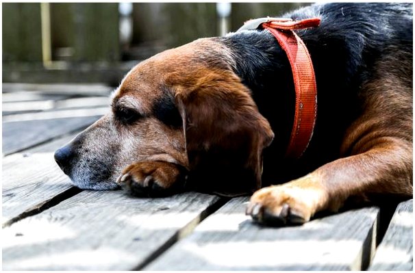 Какие болезни проявляются у пожилых собак?