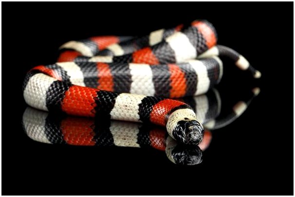 Какие виды неядовитых змей?