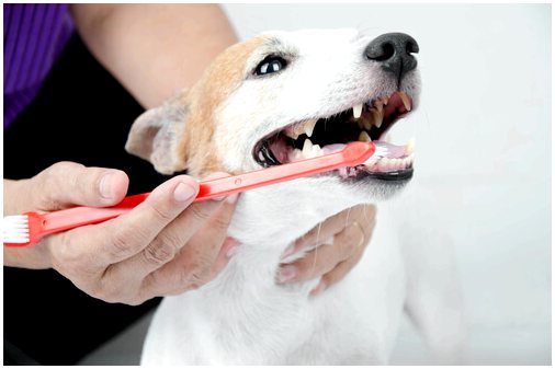 Стоматологическая помощь пожилым собакам
