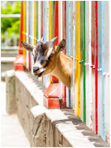Карликовая коза: очаровательное животное, которое стоит иметь дома