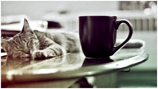 Кат-кафе: кафе, где можно окружить себя кошками.