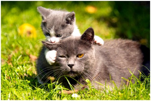 Тепло у кошек: гормональный подход