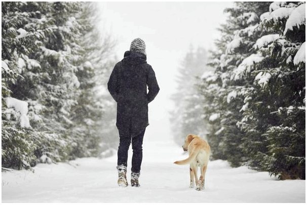 Куда пойти зимой с собакой?