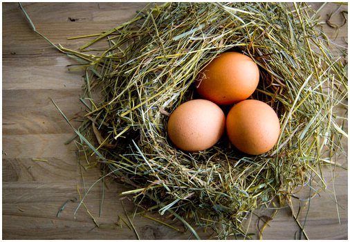 Куры откладывают яйца каждый день?