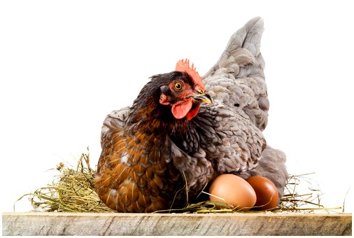 Куры откладывают яйца каждый день?