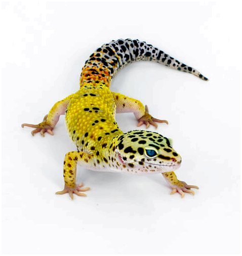 Леопардовый геккон: идеальный питомец