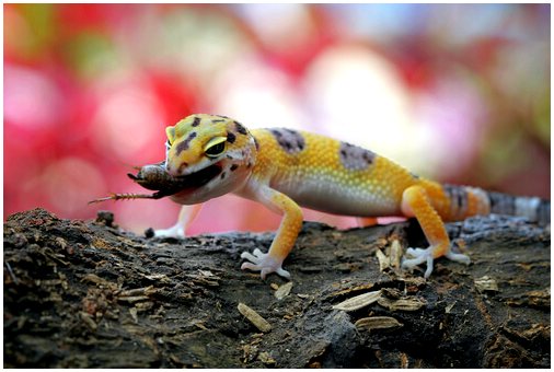 Леопардовый геккон: разведение и дизайн террариума