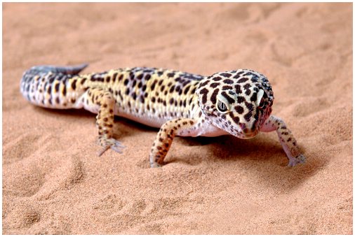Леопардовый геккон: разведение и дизайн террариума