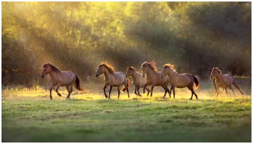 Лошади могут интерпретировать человеческие выражения и эмоции