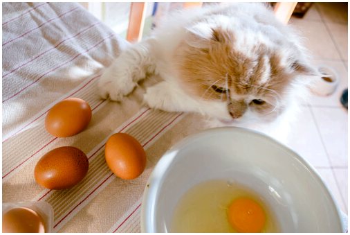 Могут ли кошки есть яйца?