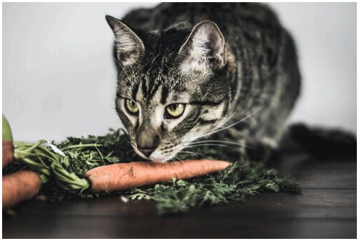 Могут ли кошки есть овощи?