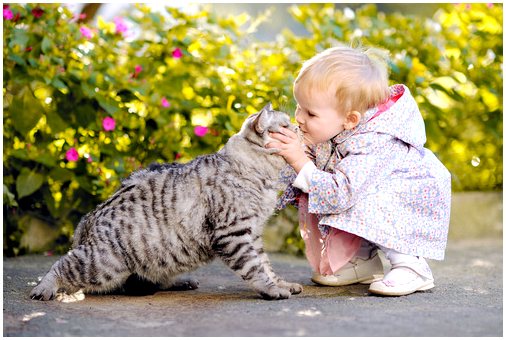 Могут ли кошки и младенцы жить вместе?