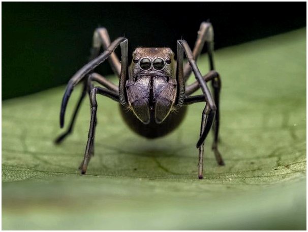 Муравьиные пауки: род Myrmarachne
