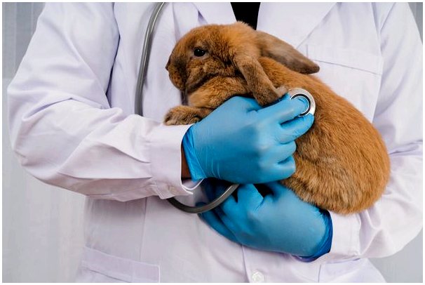 Пастереллез у кроликов: причины, симптомы и лечение