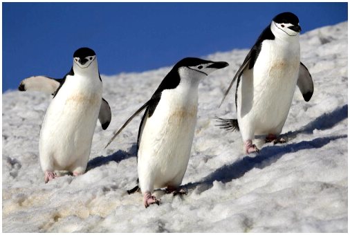 Пингвины Мадагаскара, серия контрастов
