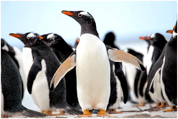 Пингвины, птицы, которые ходят прямо и плавают вместо того, чтобы летать