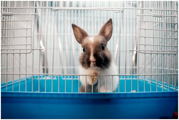 Пневмония у кроликов: причины, симптомы и лечение