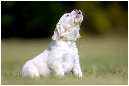 Почему собаки воют, когда слышат сирены?