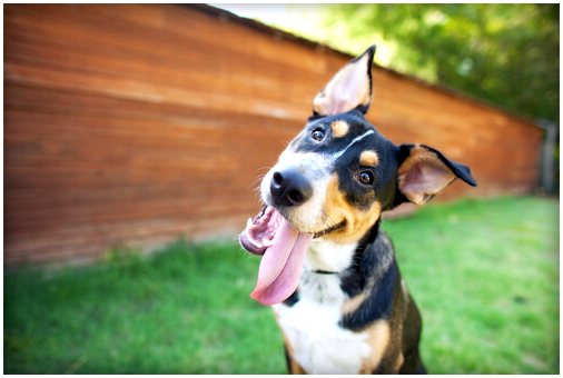 Почему собаки высовывают язык