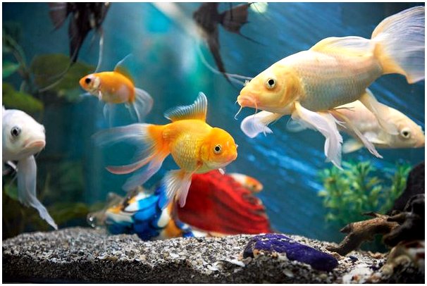 Правда ли, что рыба растет по размеру аквариума?