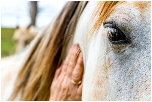 Лечение стригущего лишая у лошадей