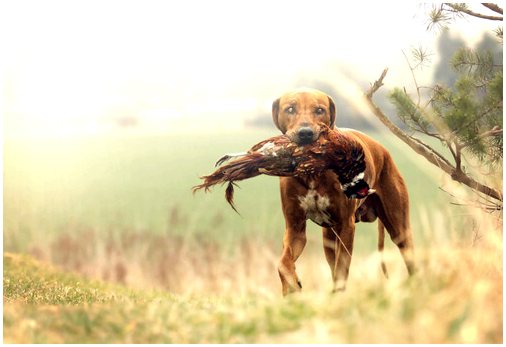 5 советов, как научить собаку охотиться