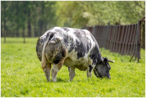 Курьезы о репродуктивном поведении быков