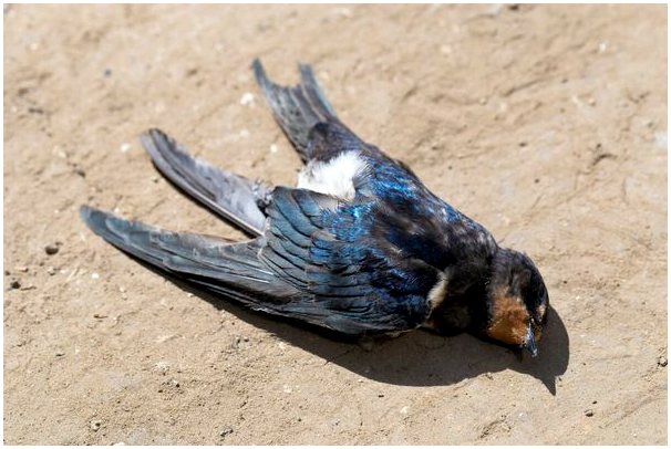 Сотни птиц погибли от фейерверков в Риме