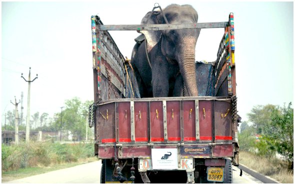 Спасают двух слонов, которые полвека были прикованы цепями в цирке.