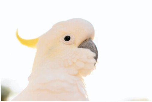 Страхование птицы: почему и как их застраховать?