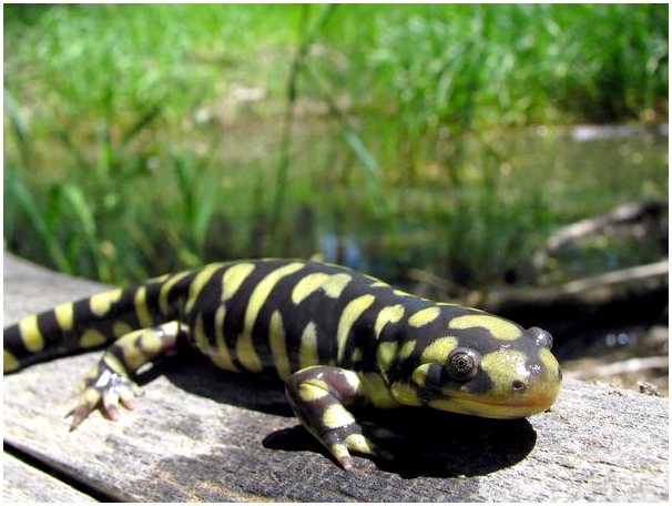 Тигровая саламандра: содержание в неволе и юридические соображения