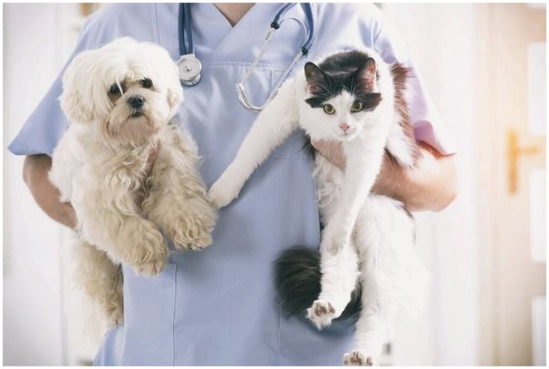 Важность страхования домашних животных