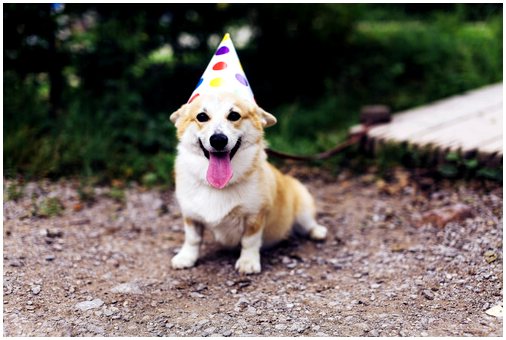 Вечеринка по случаю дня рождения собаки: советы, которые нужно иметь в виду