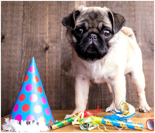 Вечеринка по случаю дня рождения собаки: советы, которые нужно иметь в виду