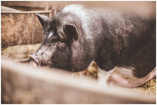 Вьетнамская свинья объявлена ​​инвазивным видом