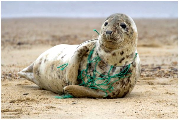 Воздействие пластика на океан