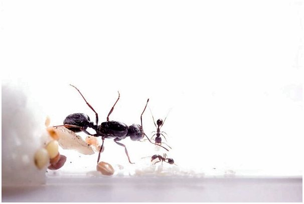 6 диковинок королевы муравьев